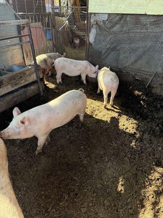 Продам свиней 7 месяцев