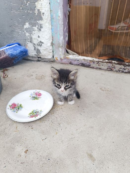 Котята маленькие