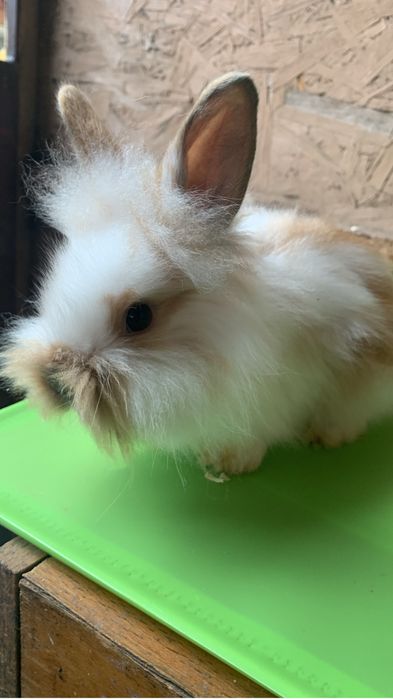 Iepuri cap de leu pui si adulti