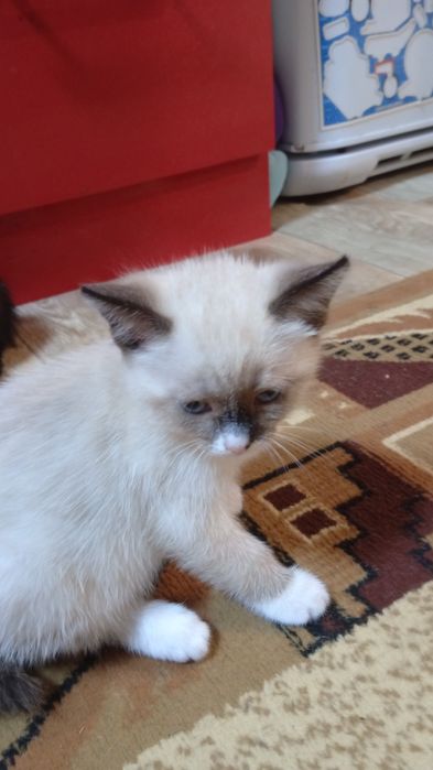 Отдам котят в добрые руки