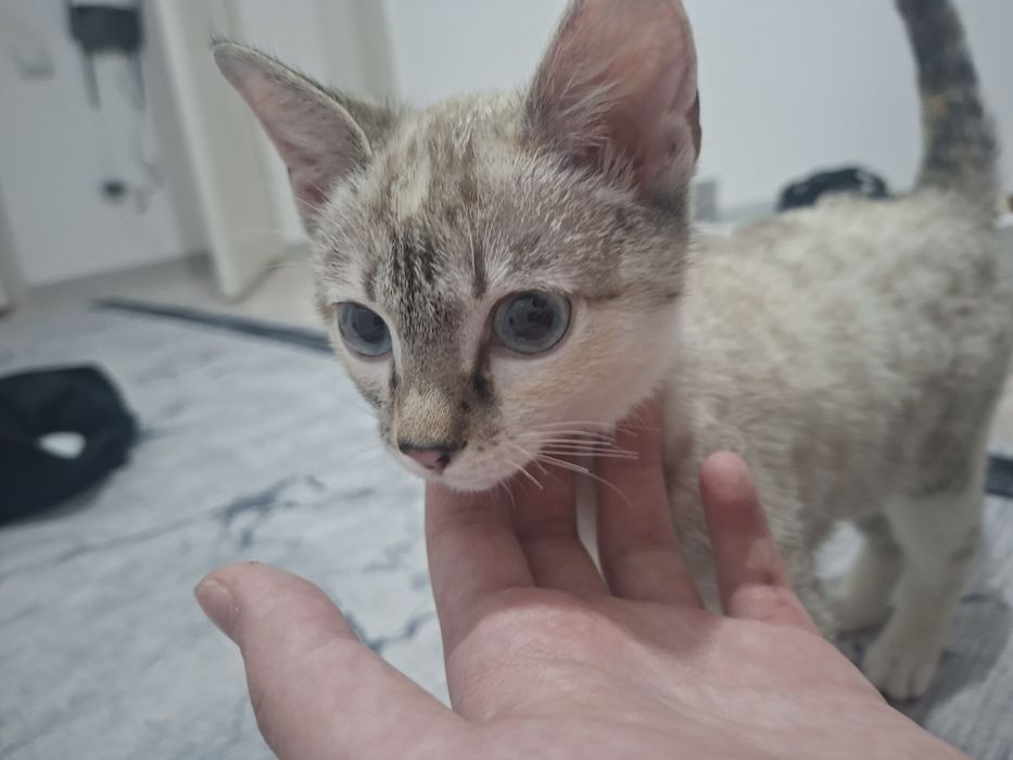 Шотландская кошка