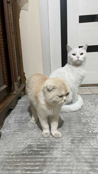 Отдадим в хорошие руки кота и котенка