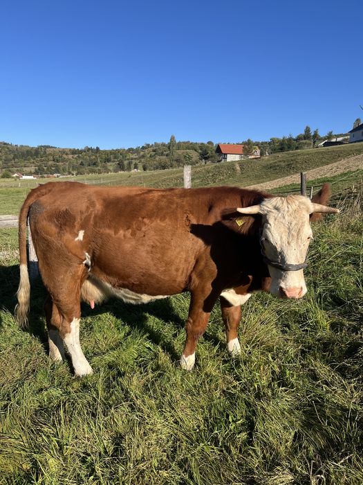 Vaca de vanzare+fica ei