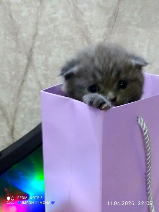 Skotish fold toza ogil bola bita qoldi toza qon 29 kunlik rasayam asal