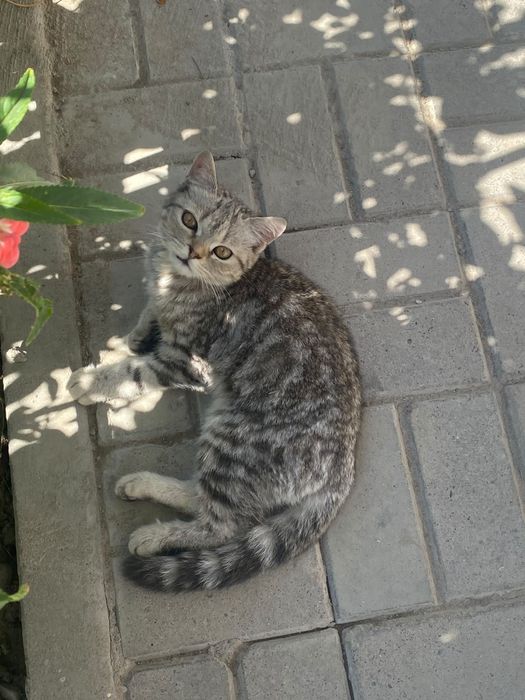 Кот котенок читайте описание