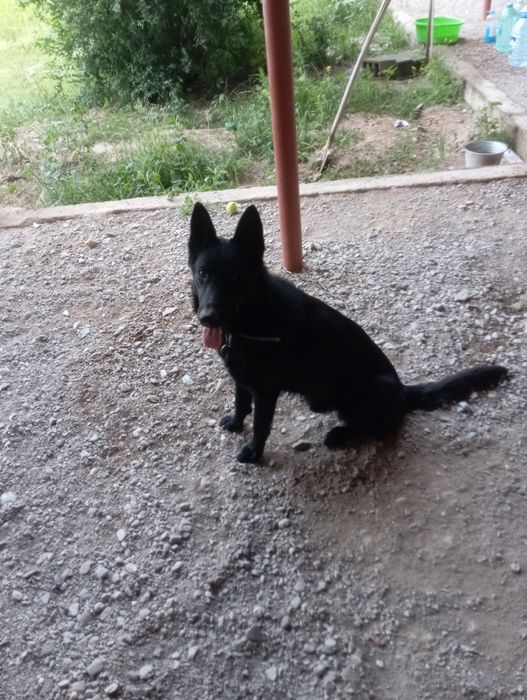 Sharqiy Yevropa zotli afcharka