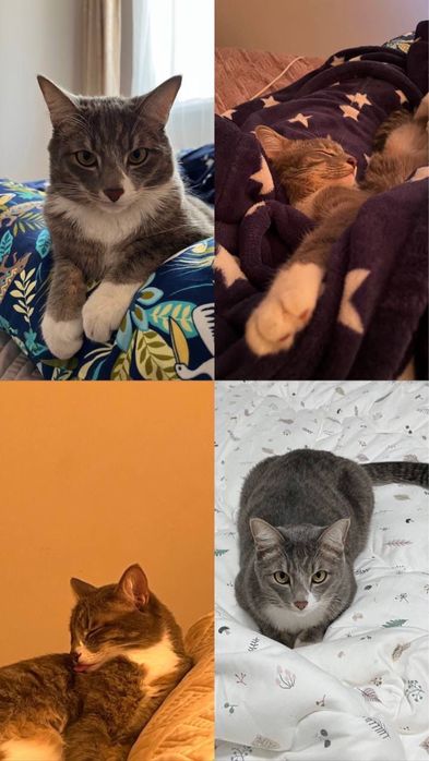 Пристраивается кот