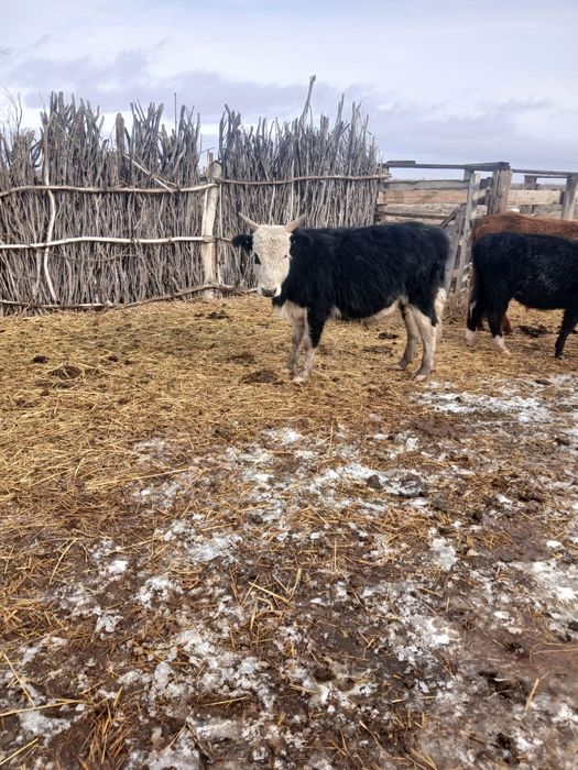 Бұқа бұқашалар Быки