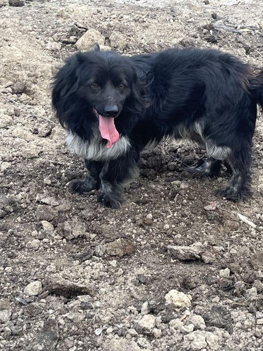 Породистая собака Docker (докер)