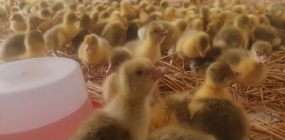 Vând Boboci de Gasca de Rata Normala si Muta  .Trimit în tara!