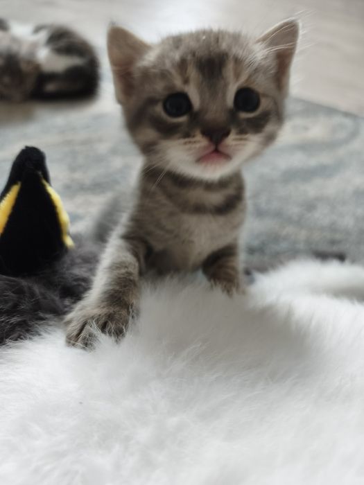 Отдам котят в добрые руки