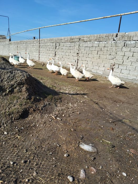 Яйца уток и гусей на инкубатор