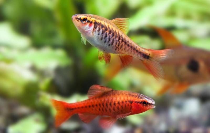 Вишневый барбус вуалевый