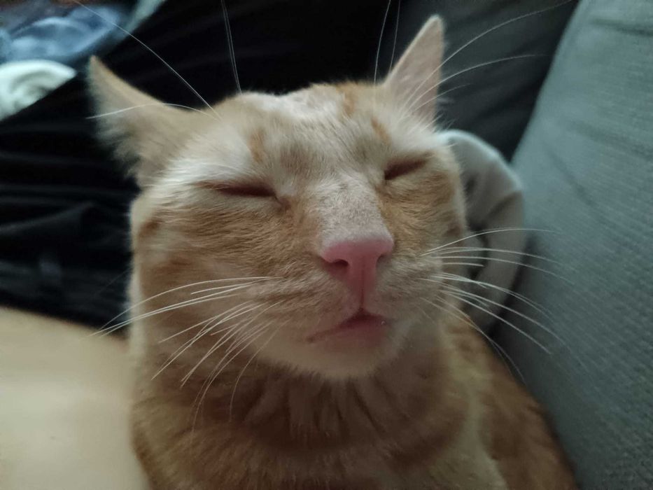 Adoptie motan roscat, 1 an si 5 luni, castrat si perfect sanatos