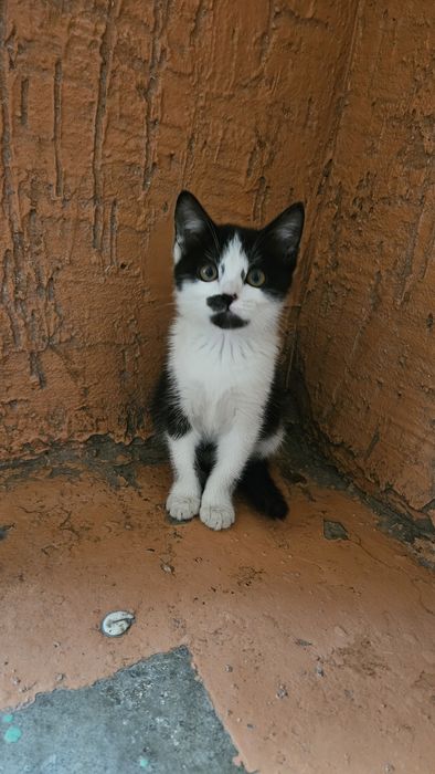 Котенок ласковый ручной