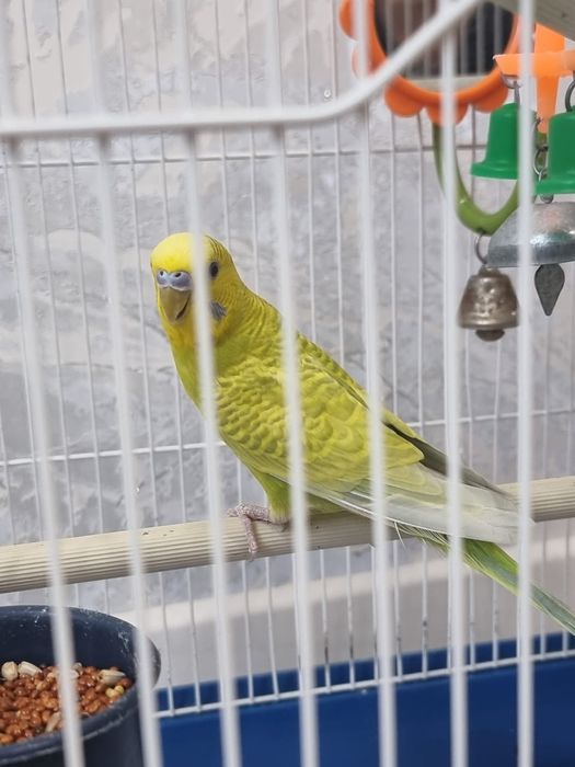 Орро Рено 8 т 5 джи