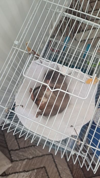 Veverițe Degu Mascul