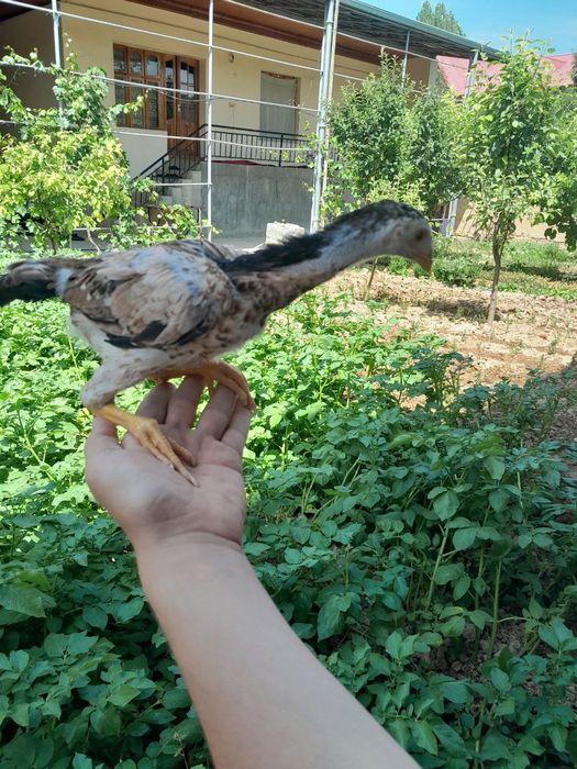 Даканлар сотилади