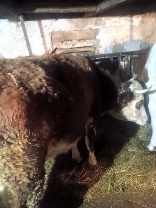 Juninci baltata romaneasca