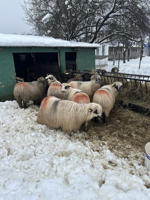 Vând 10 oi tinere