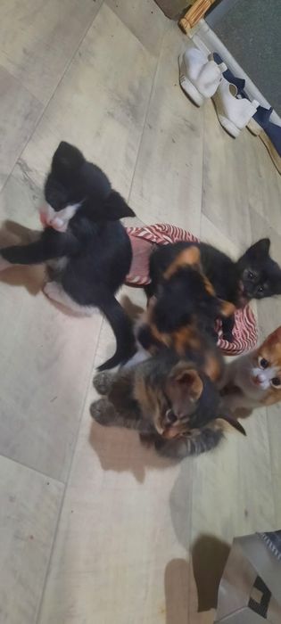 Котенки в хорошие руки