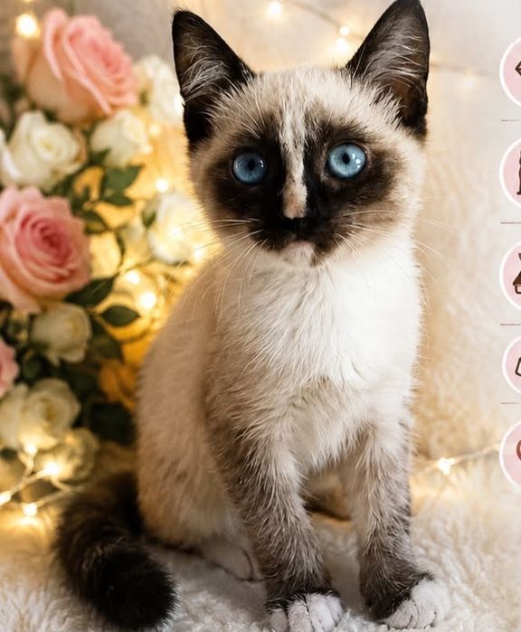 Кошечки в отвественные руки!