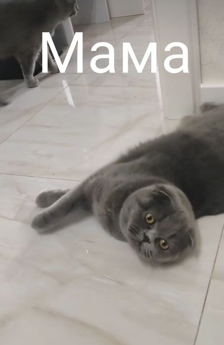 Котята чистокровный британский скоттиш фолд