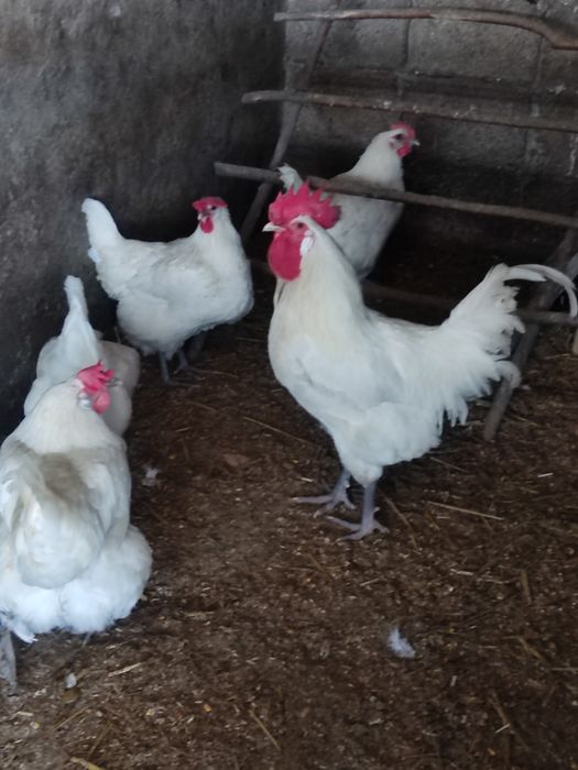 Ouă pt incubat - wyandotte, sussex porțelan, brahma, la bresse