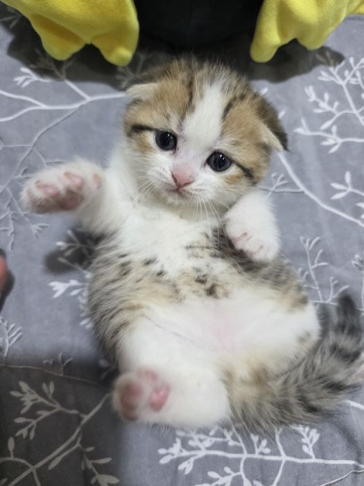 Продаются котята