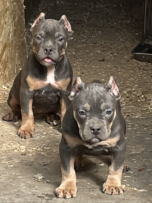 Щенки американский булли