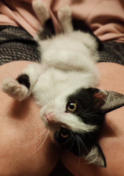 Котенок. Мальчик. 2 мес.