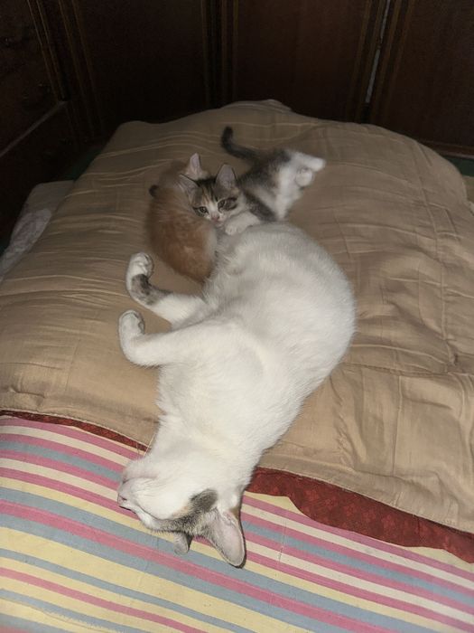 котята в хорошие руки
