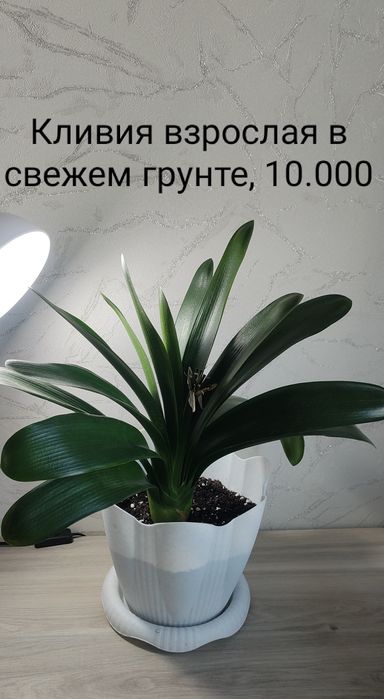 В продаже комнатные цветы
