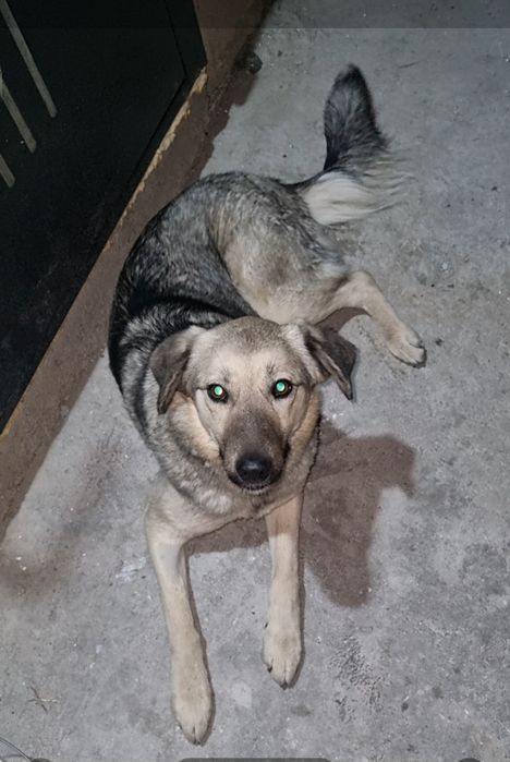 Ника ищет дом. Доставлю!