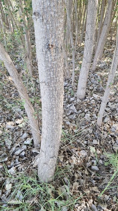 Терак яшик учун, калифорния нави хар хил  размерда