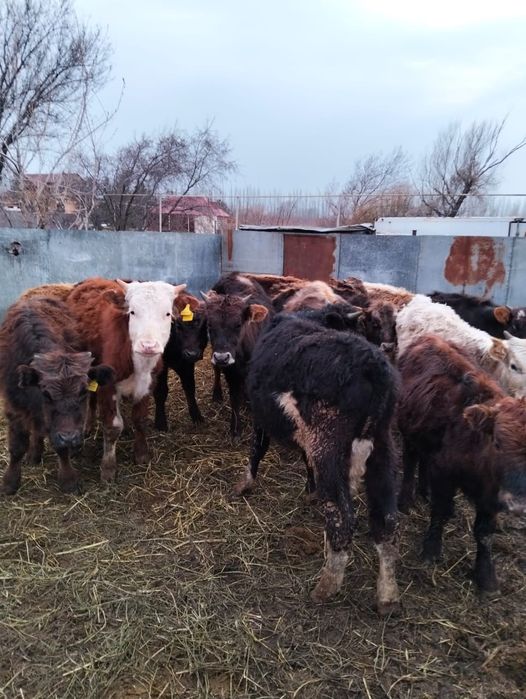 Продам молодых бычков