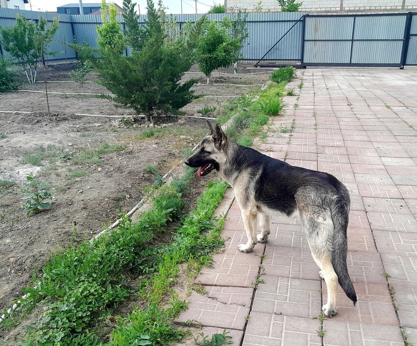 Продам восточно-европейскую овчарка!