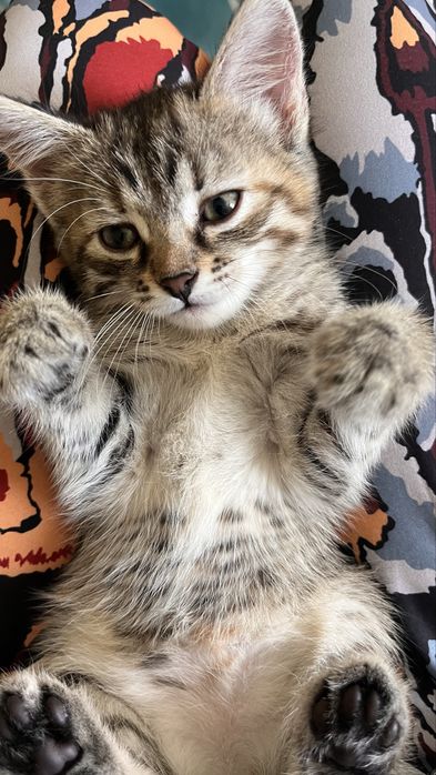 Отдам котенка девочка