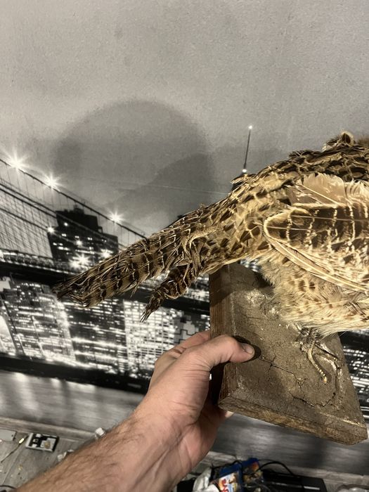 Препарирана Птица (добро състояние)