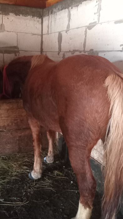 De vanzare iapa 5 ani fara defecte cuminte bun de ham