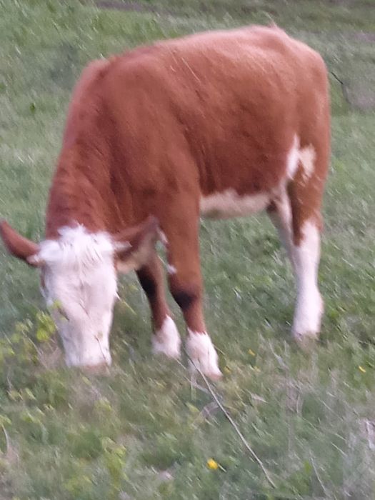 Vând vițică tânără foarte blândă