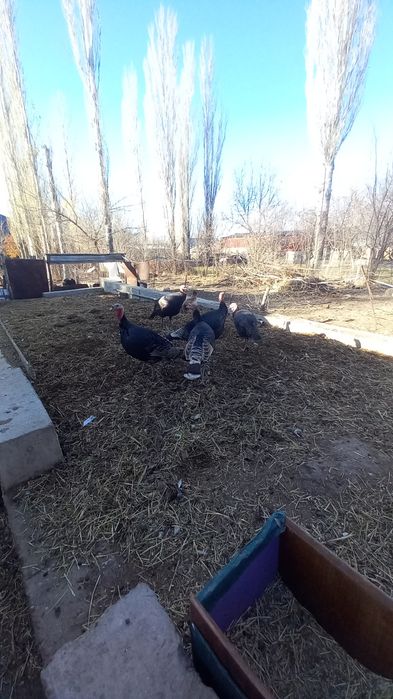 үндик кораз 6 айлык