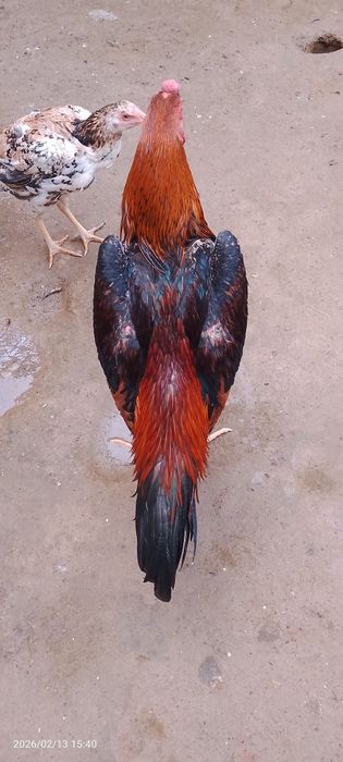 Horoz kareya shamo sotiladi