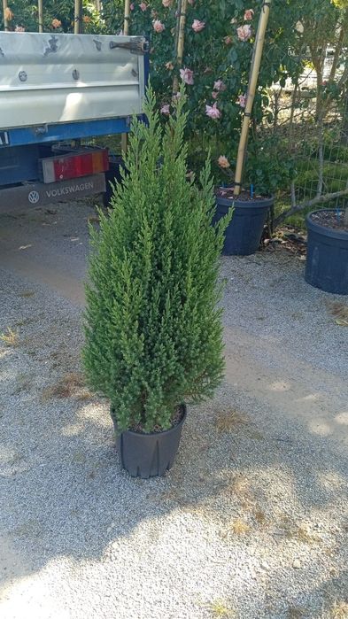 Tuia leilandii gard viu