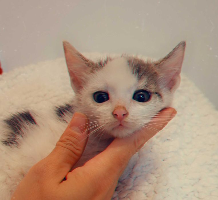 Adoptie pui de pisica Shuri