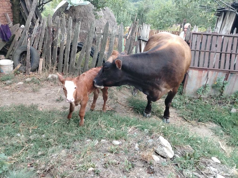 Vaca cu vițel de vanzare