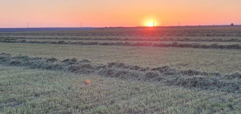 Fân lucernă , verde, cu frunză  1.200 RON/tonă ,  baloti rotunzi