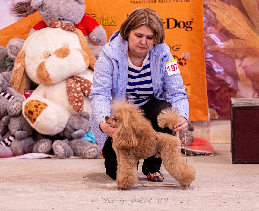 Вязка. Карликовый пудель.