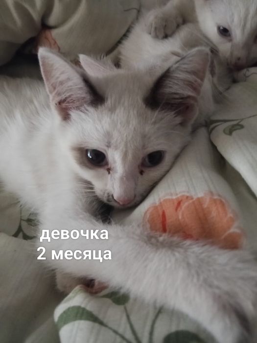 Отдам красивых котят