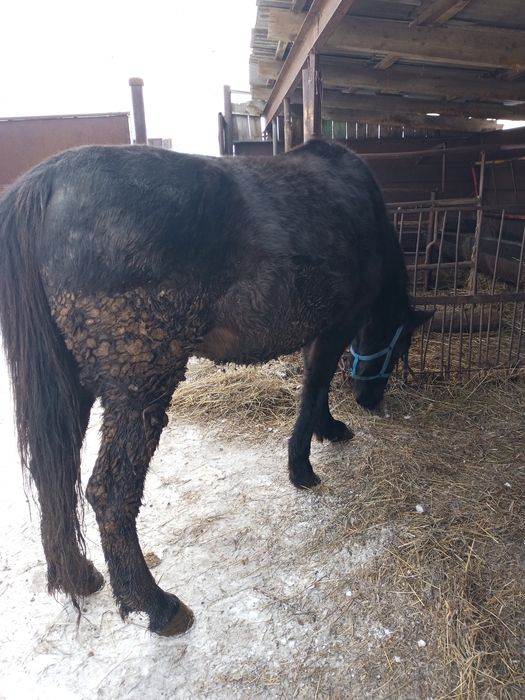 Кобыла откормленная